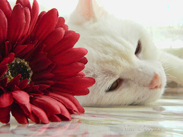 维达德卡萨布兰卡在国际赛事中取得优异成绩，baxter卡萨布兰卡