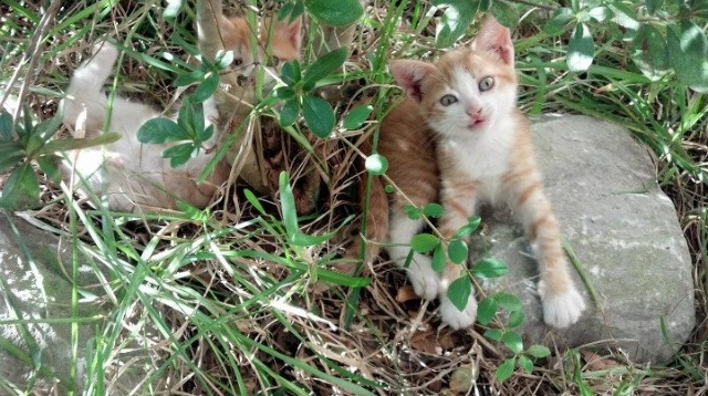 篮球专项体能训练周期设计及训练计划调整研究，篮球体能训练的基本要求