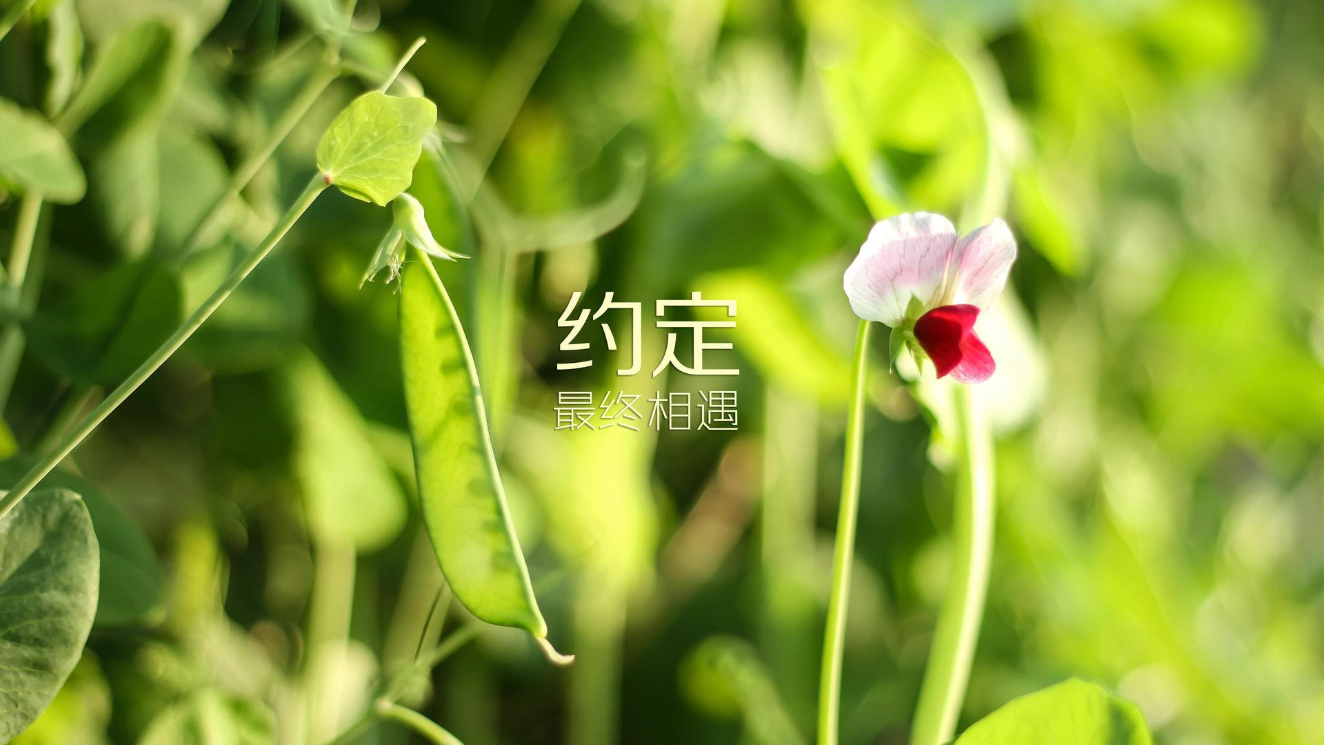 校园足球训练手段未实现智能化追踪，校园足球训练手段未实现智能化追踪怎么办