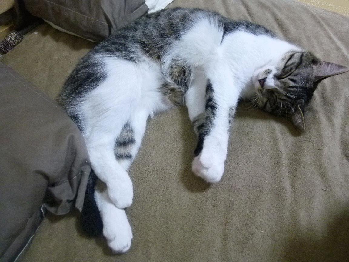 皇马青训再创新局，新星不断涌现