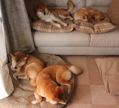 美洲杯热血豪情：现场气氛点燃全球，美洲杯 集锦