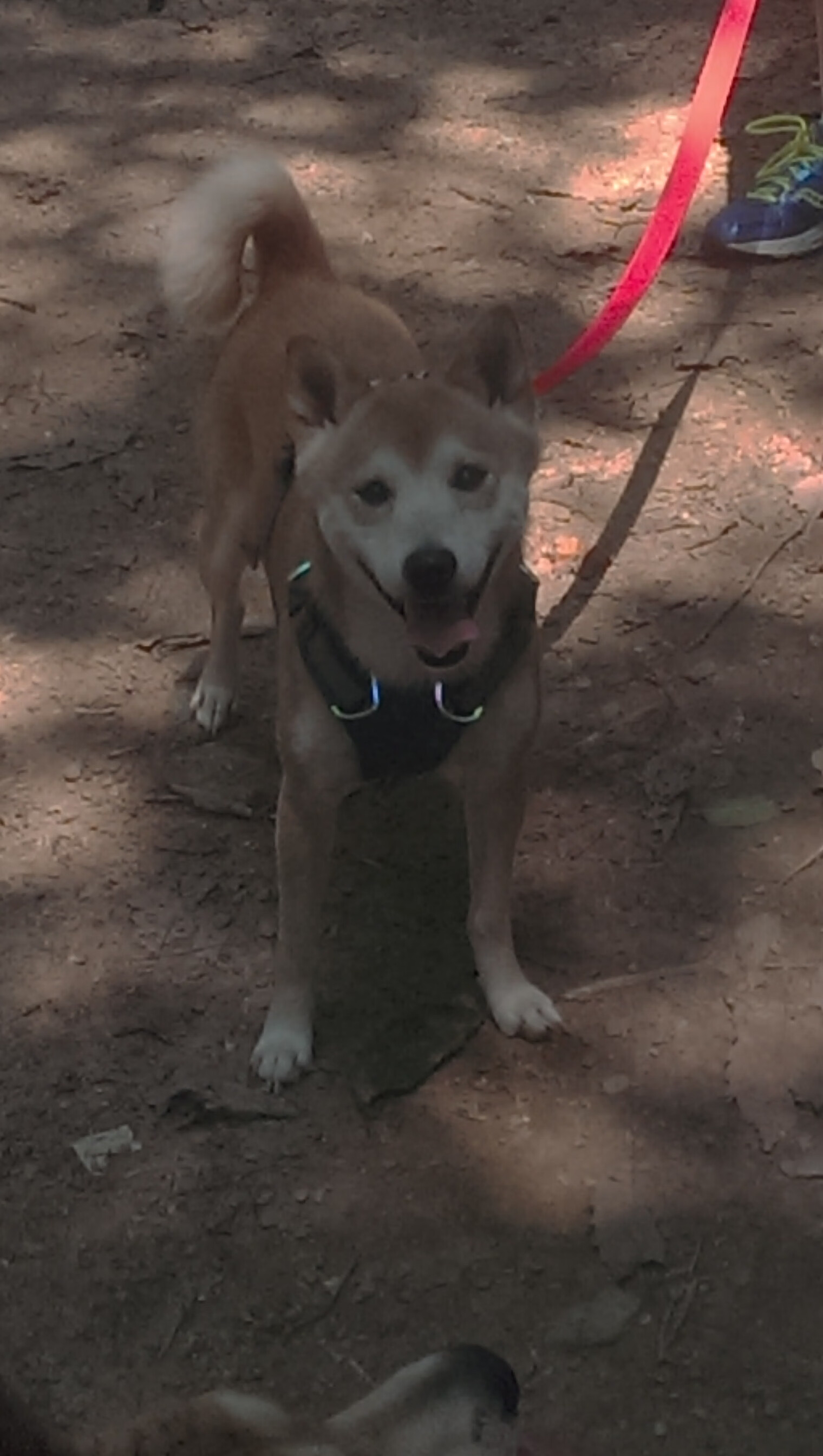 英超争冠倒计时：激烈角逐，悬念重重，英超冠军争夺