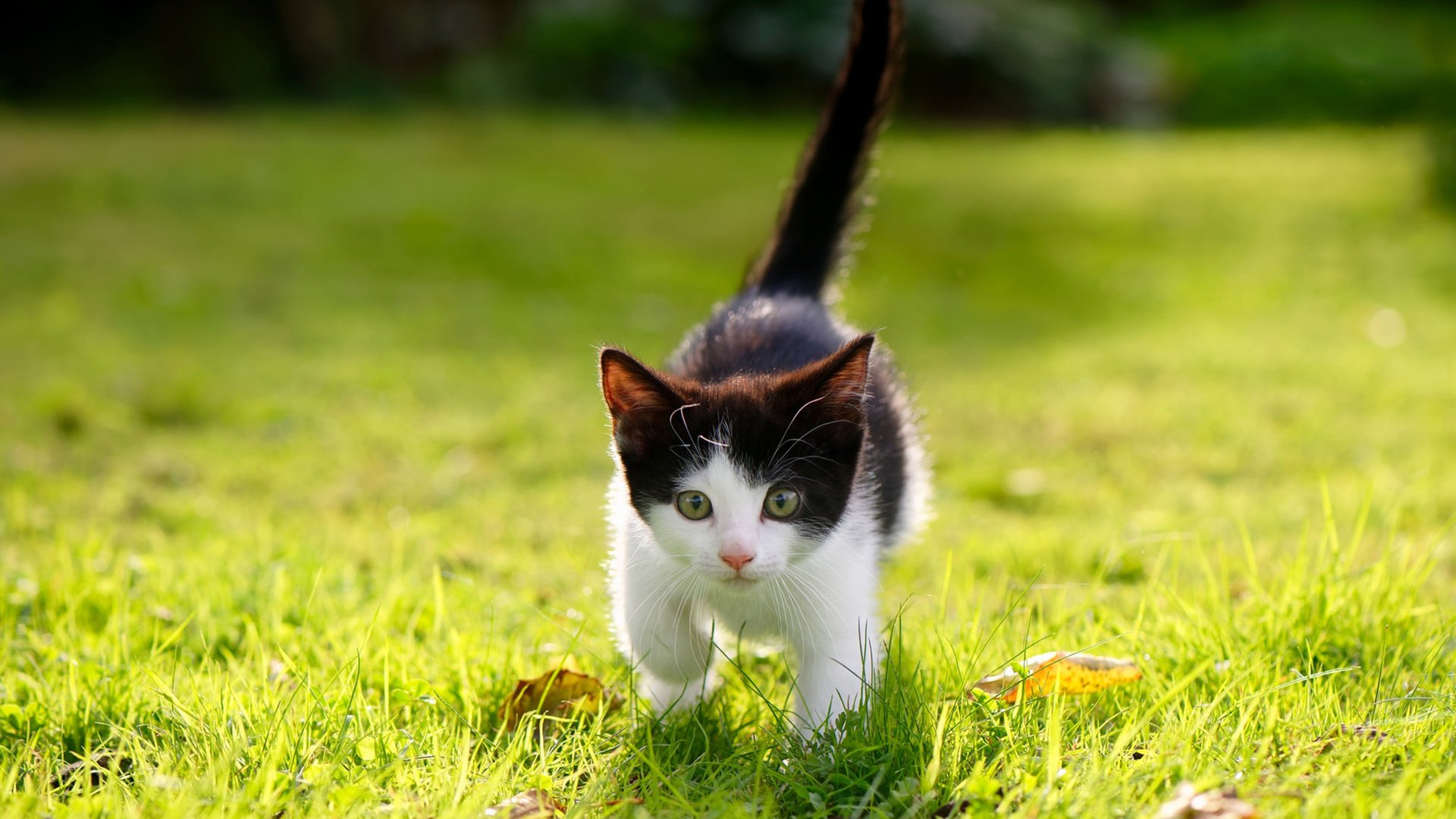 英超精彩不断：悬念、激情，场场精彩！，英超精华集锦