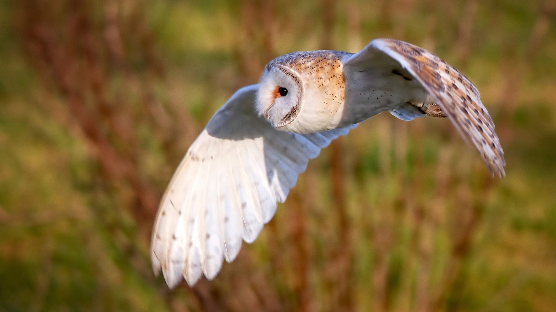 跳水环节瑞士表现出色，东京奥运会瑞士跳水运动员
